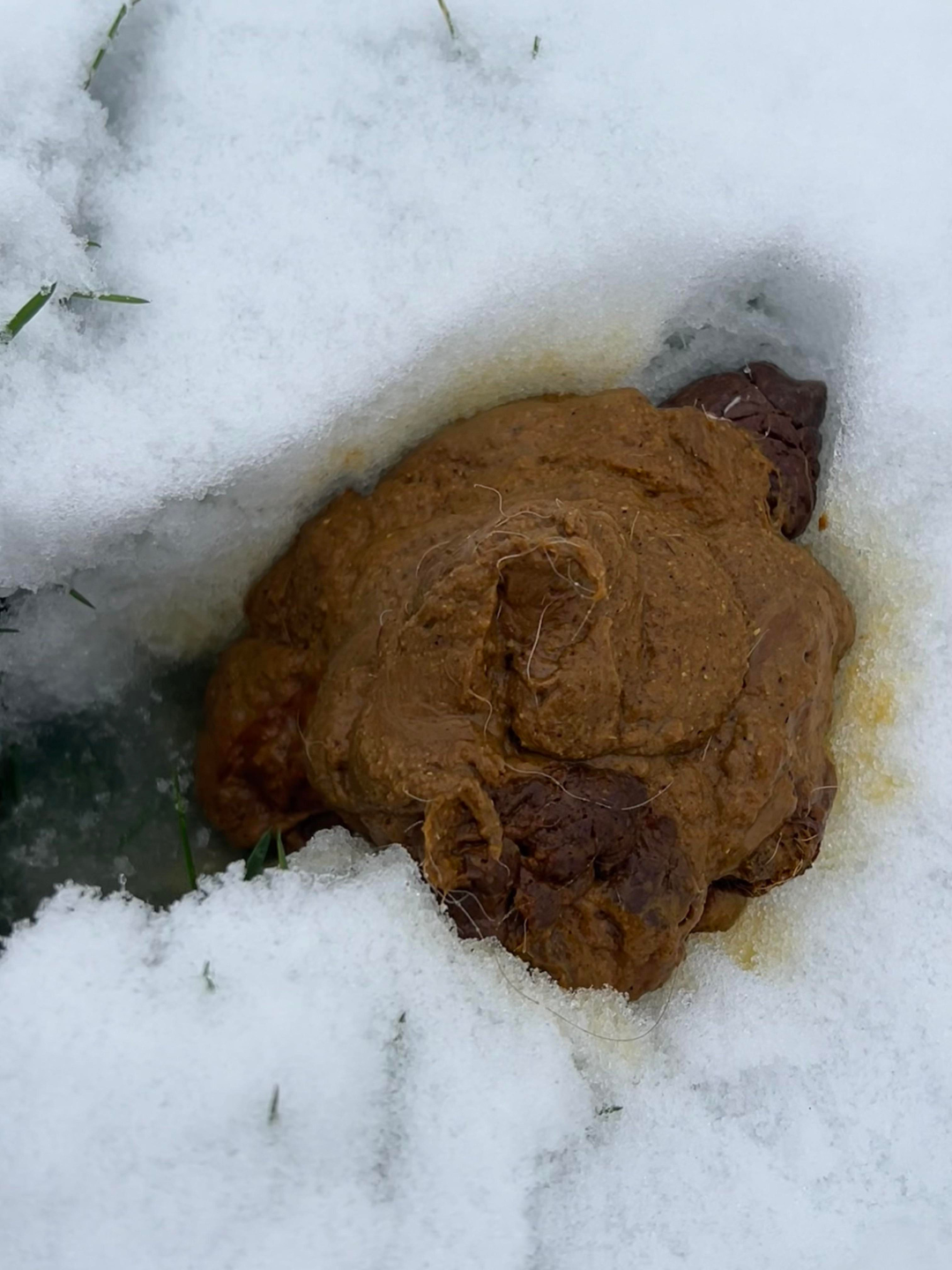 Loose, diarrheic dog stool, consistency change